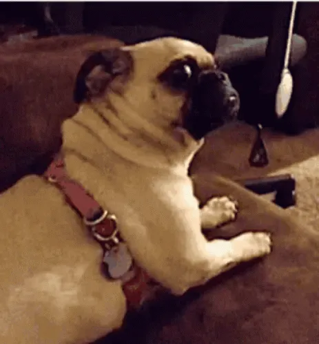 Dog looking startled under a microphone